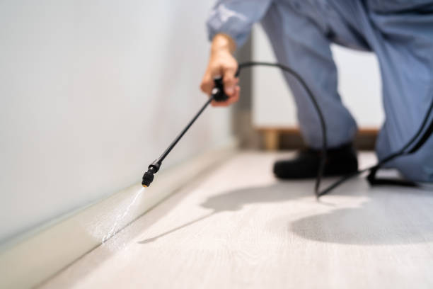 Licensed Ant Control service in Ben Wheeler, TX - Show Me Pest Control