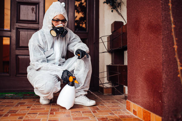 Reliable Ant Control contractor in Ben Wheeler, TX by Show Me Pest Control